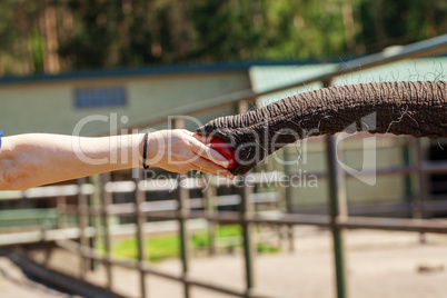 a human gives a tomato to an elephant