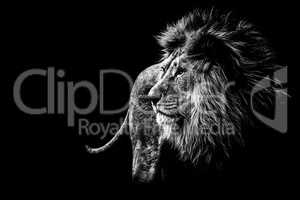 lion in black and white