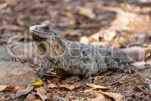Mexican iguana - camouflage effect on the ground