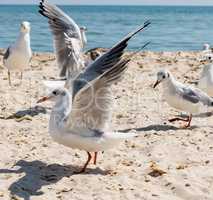 flock of seagulls on the beach