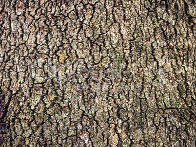 Bark of a trunk of a big oak in the wood