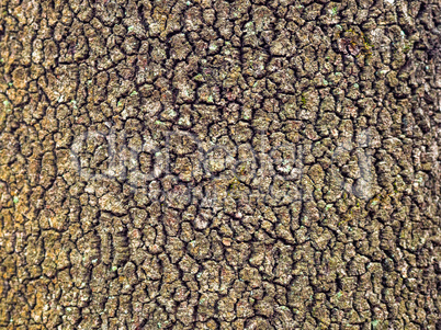 Bark of a trunk of a big oak in the wood