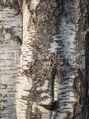 The texture of the birch tree with a unique bark pattern