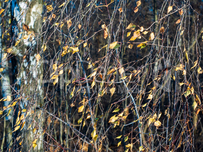 Autumn nature. Thin birch branches with yellowed foliage