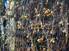 Autumn nature. Thin birch branches with yellowed foliage