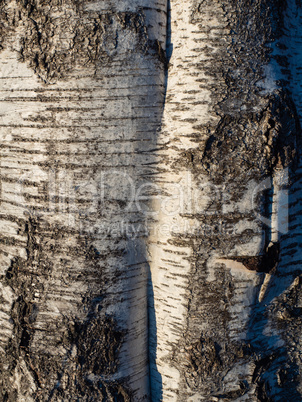 The texture of the birch tree with a unique bark pattern