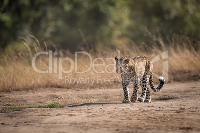 Leopard walks on savannah past long grass