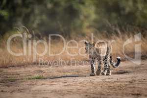 Leopard walks on savannah past long grass