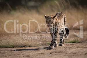 Leopard walks on track past long grass