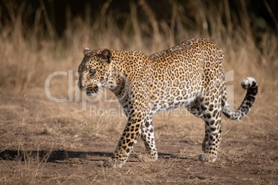 Leopard walks over sandy ground in savannah