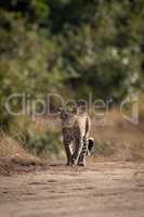 Leopard walks over sandy ground near trees