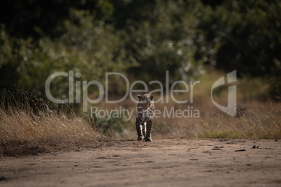 Leopard walks over sandy ground on savannah