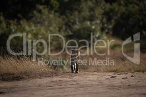 Leopard walks over sandy ground on savannah