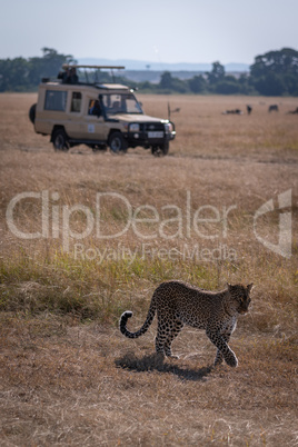 Leopard walks over savannah with truck behind