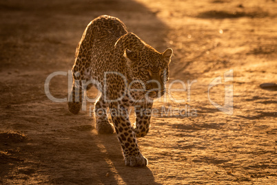 Leopard walks over savannah in golden light
