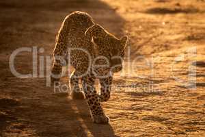 Leopard walks over savannah in golden light
