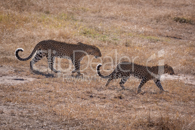 Leopard walks over short grass with cub