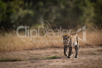 Leopard walks past long grass in savannah