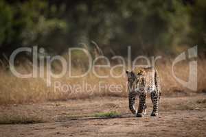 Leopard walks past long grass in savannah