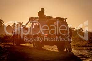 Leopard walks past man standing in truck