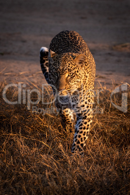 Leopard walks through grass in golden light