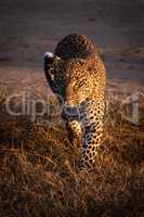 Leopard walks through grass in golden light