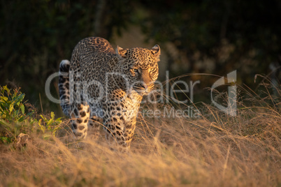 Leopard walks through long grass at dawn