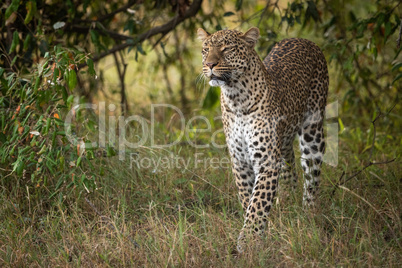 Leopard walks through long grass in trees
