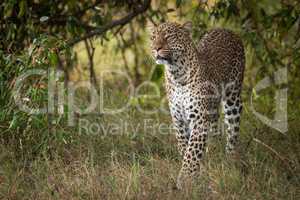 Leopard walks through long grass in trees
