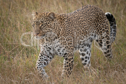 Leopard walks through long grass looking ahead