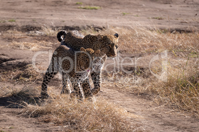Leopard walks with cub on sandy ground