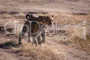 Leopard walks with cub on sandy ground