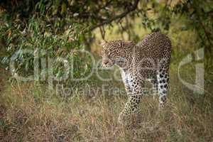 Leopard walks through trees in long grass