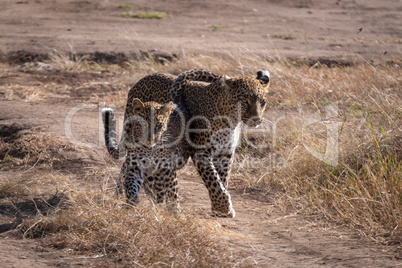 Leopard walks with cub over sandy ground