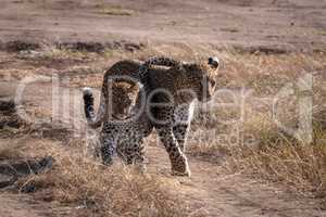 Leopard walks with cub over sandy ground