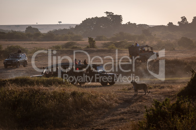 Leopard watches four safari trucks on savannah