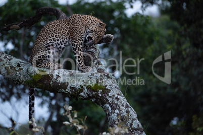 Leopard washes face sitting on lichen-covered branch