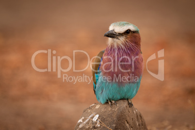 Lilac-breasted roller on rock looks towards camera