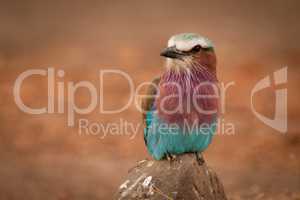 Lilac-breasted roller on rock looks towards camera