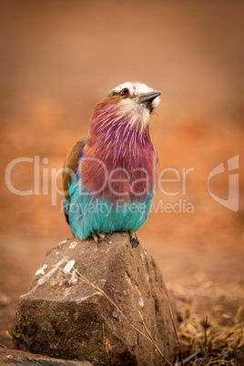 Lilac-breasted roller perched on rock cocking head