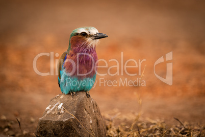 Lilac-breasted roller perched on rock eyeing camera