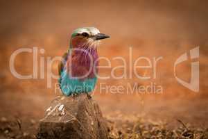 Lilac-breasted roller perched on rock eyeing camera