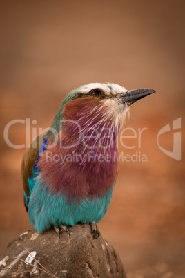 Lilac-breasted roller perches on rock cocking head