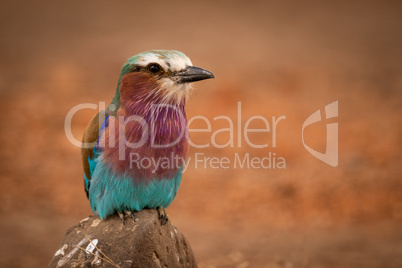 Lilac-breasted roller perches on rock facing camera