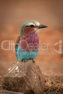 Lilac-breasted roller perches on rock eyeing camera
