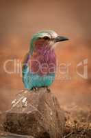 Lilac-breasted roller perches on rock eyeing camera