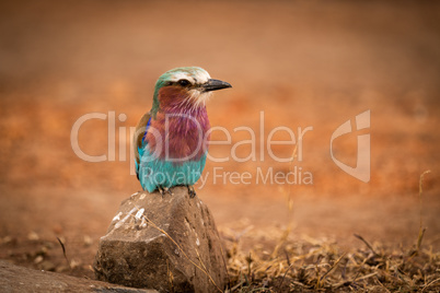 Lilac-breasted roller perching on rock eyeing camera
