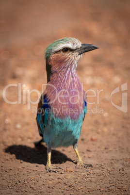 Lilac-breasted roller standing in dirt with catchlight