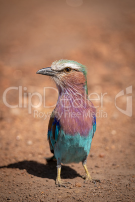 Lilac-breasted roller standing in earth with catchlight