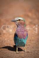 Lilac-breasted roller standing in earth with catchlight